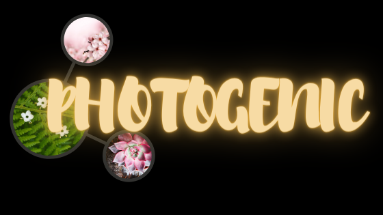 Photogenicbanner.png
